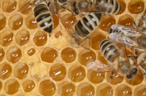 Honigwabe mit teilweise verdeckelten Honigzellen